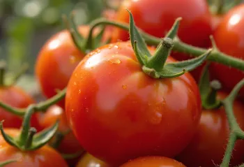 Svježe rajčice na rustikalnom drvenom stolu, narezane i cijele